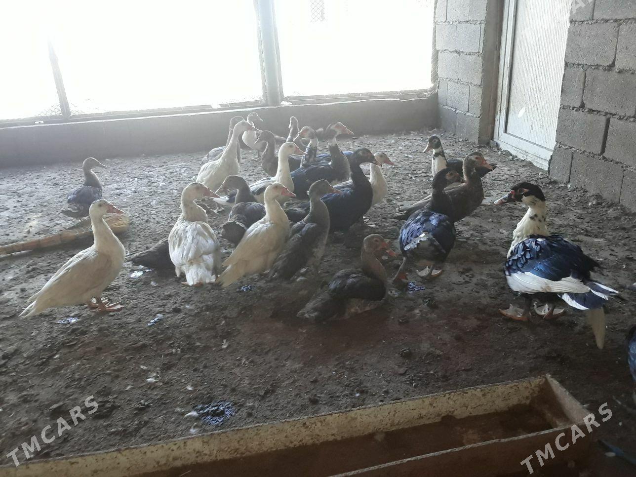 ORDEK INDAUTGA - Aşgabat - img 3