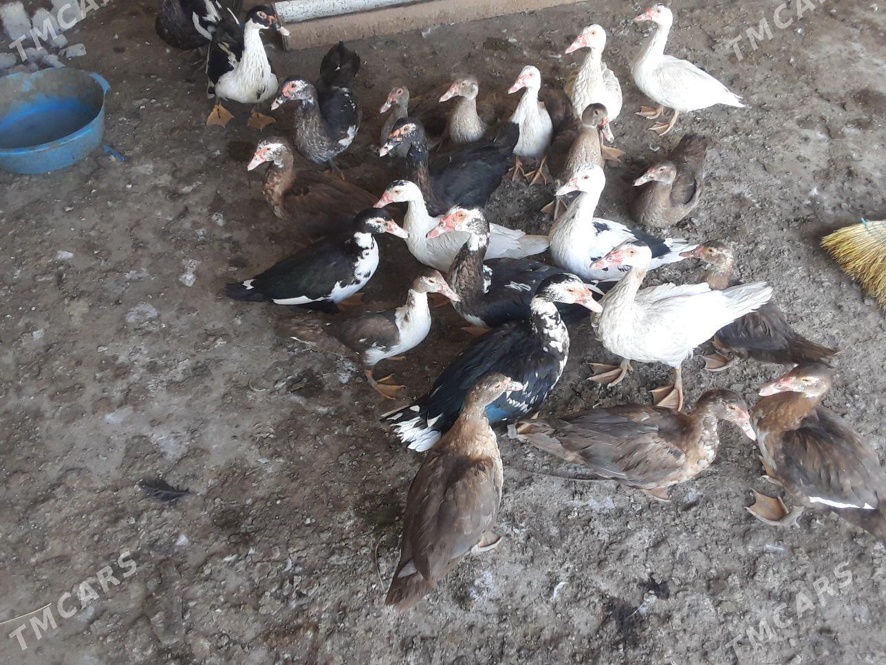 ORDEK INDAUTGA - Aşgabat - img 1