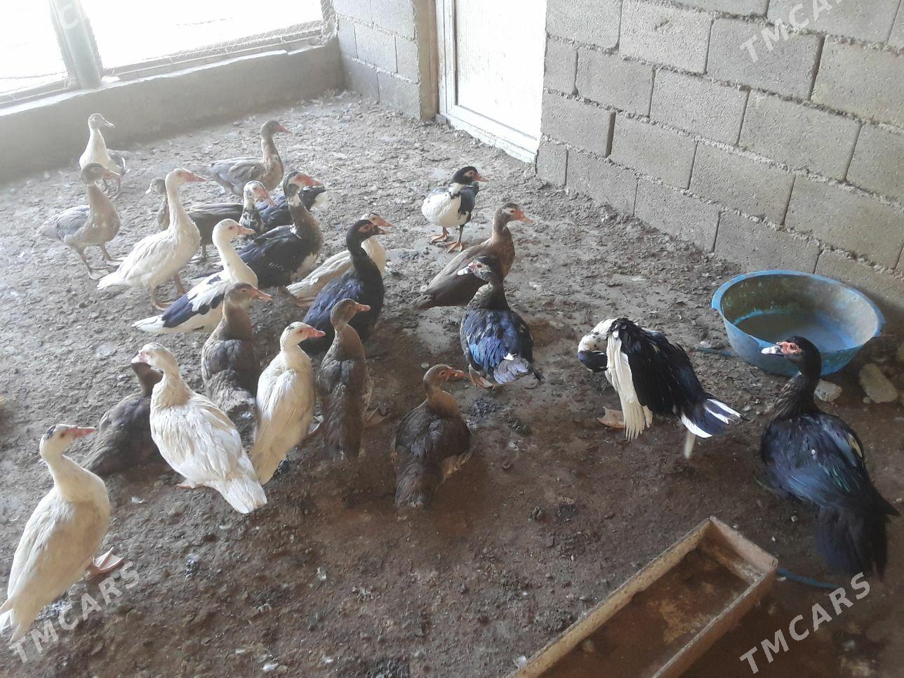 ORDEK INDAUTGA - Aşgabat - img 2