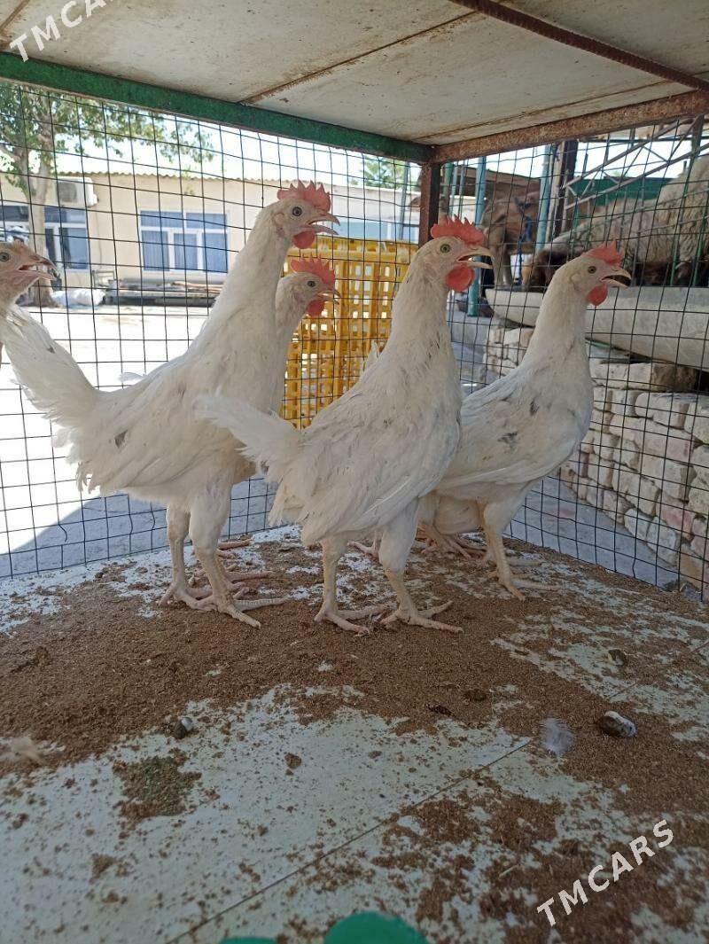 towuk juje horaz - Aşgabat - img 2