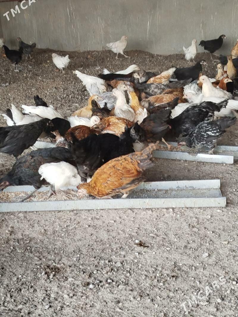 towuk juje horaz - Aşgabat - img 4