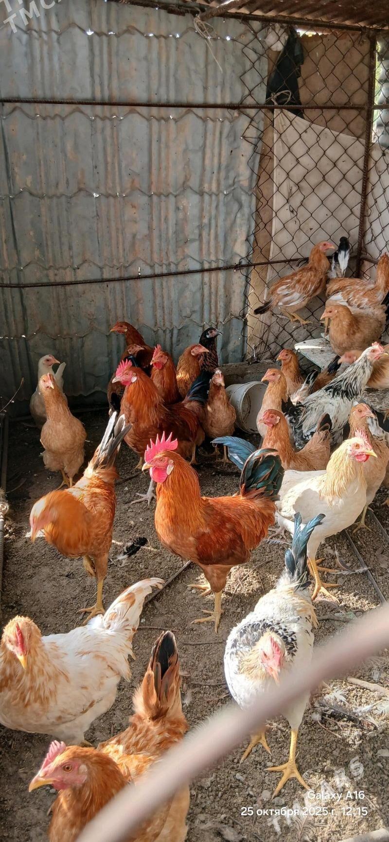 towuk juje horaz - Aşgabat - img 8