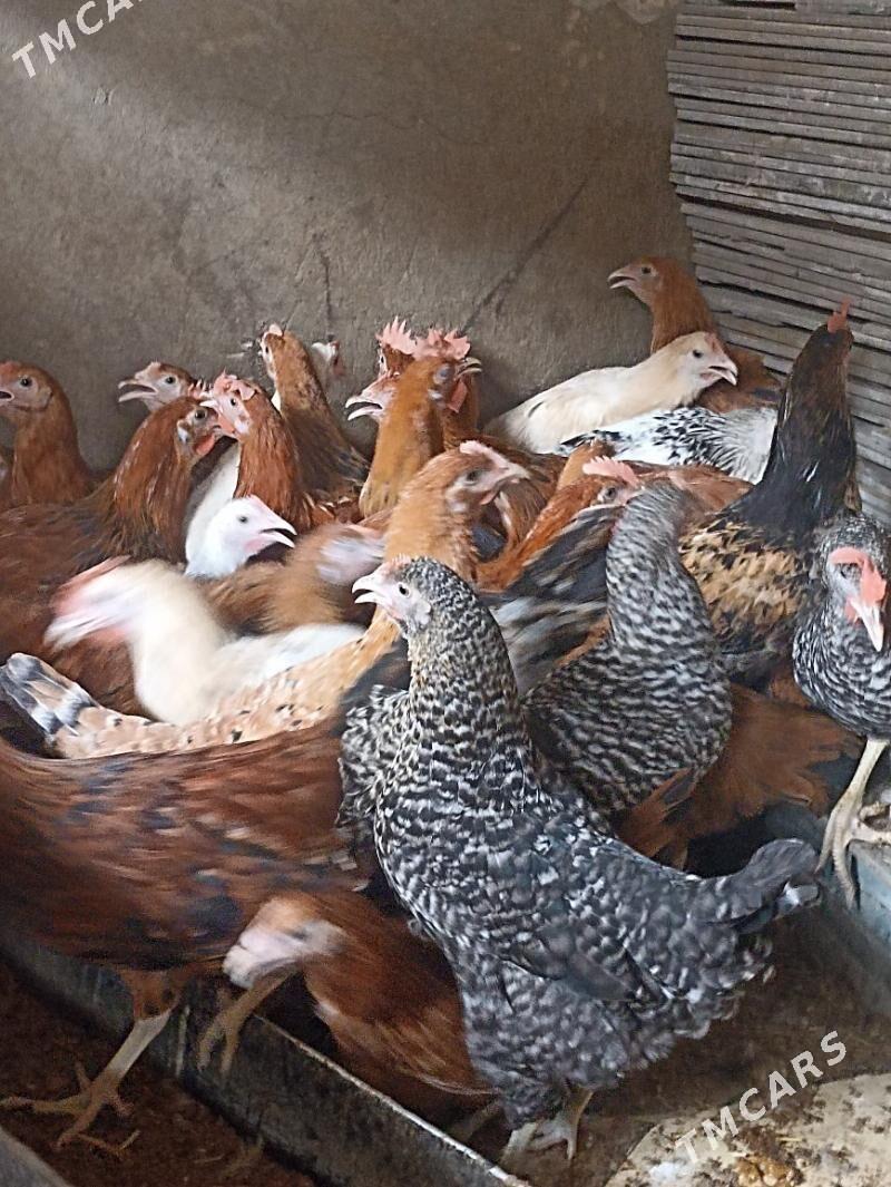 towuk juje horaz - Aşgabat - img 3