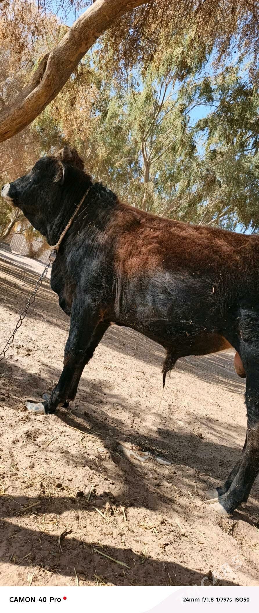 okuz - Бабадайхан - img 1