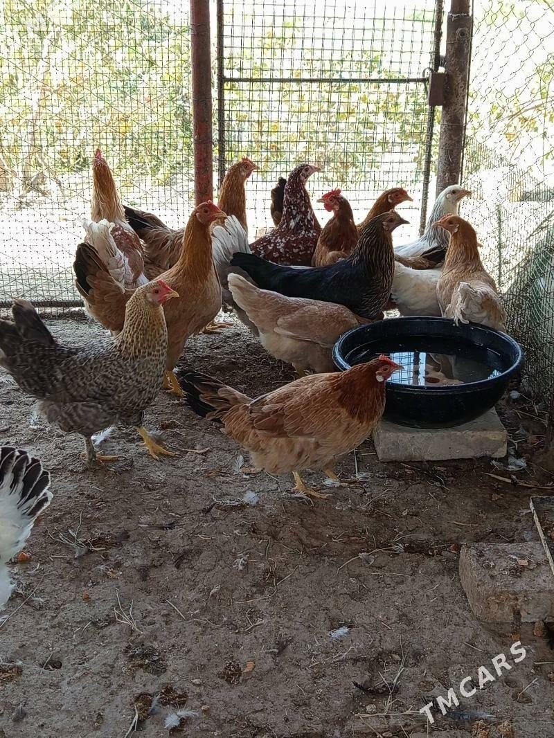 towuk juje horaz - Aşgabat - img 5