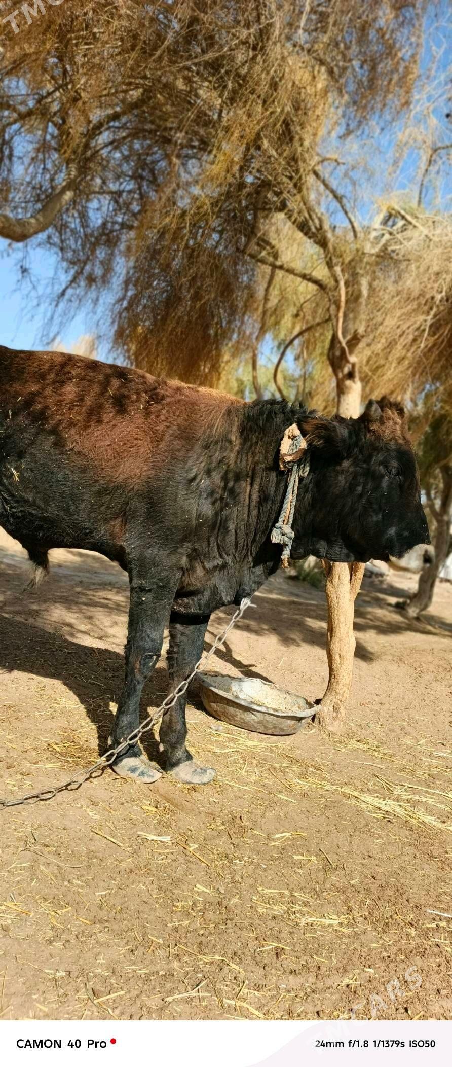 okuz - Бабадайхан - img 2