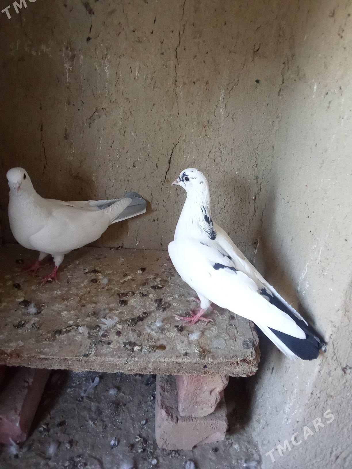 Kepderi - Bäherden - img 2