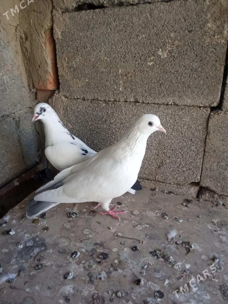 Kepderi - Bäherden - img 3