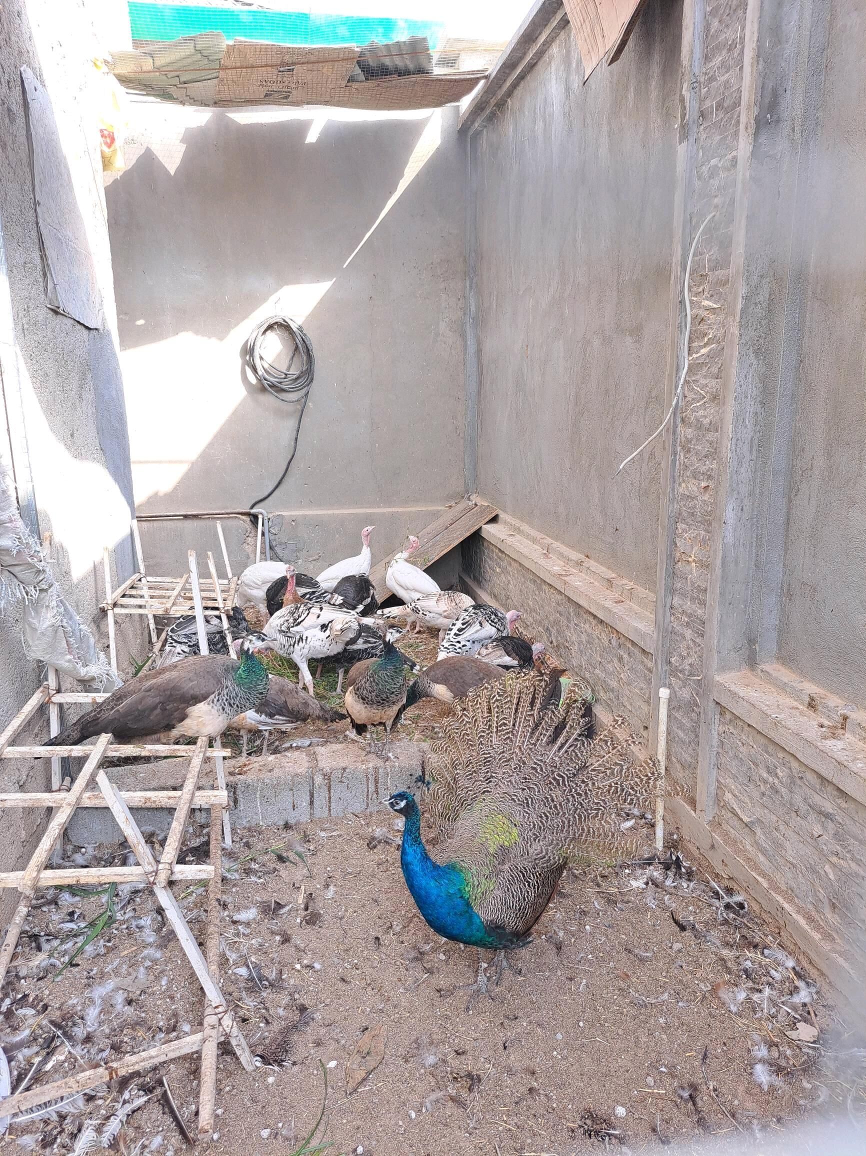 Tawuslar - Ашхабад - img 2