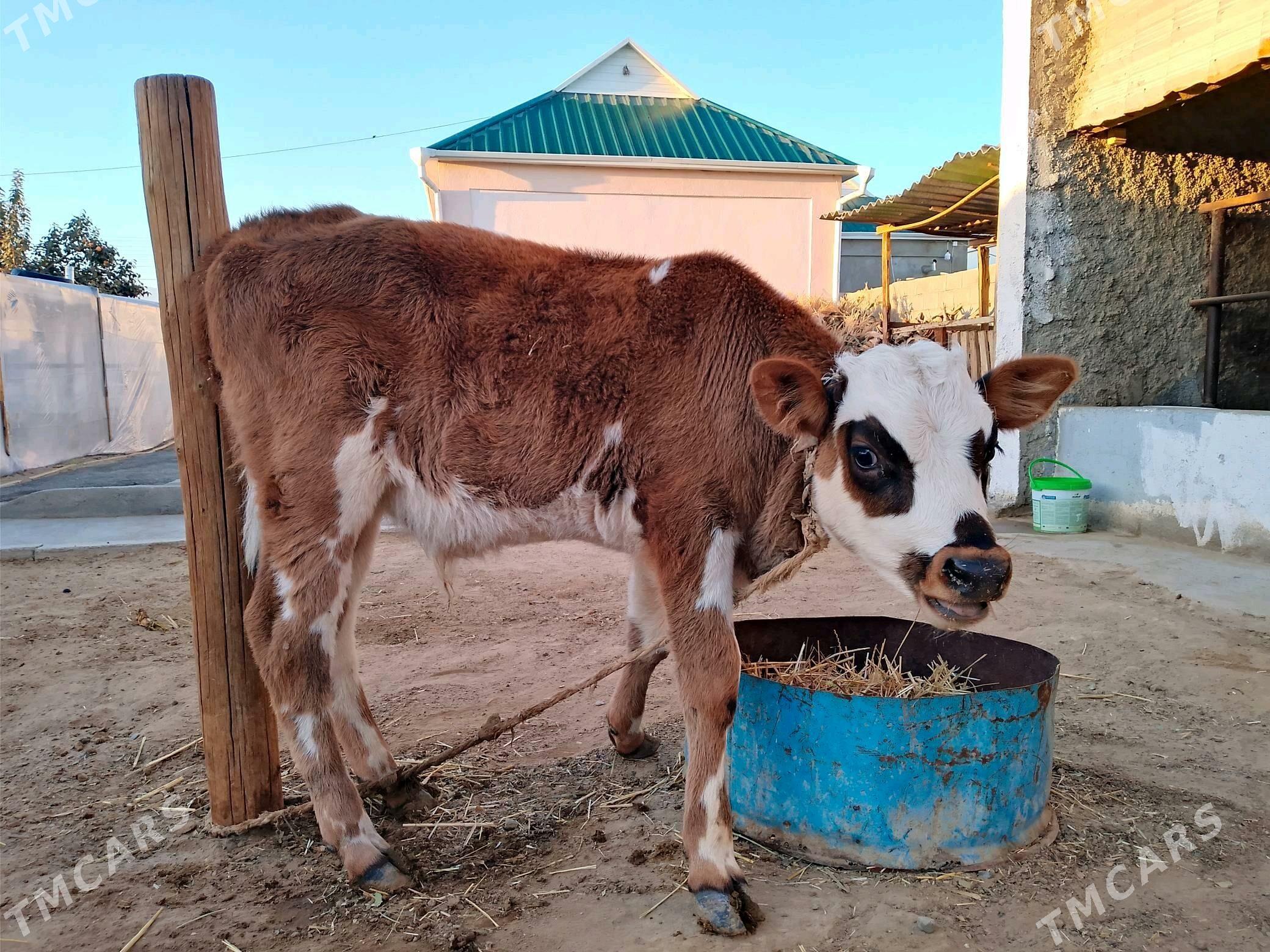 Göleli sygyr - Кипджак - img 3