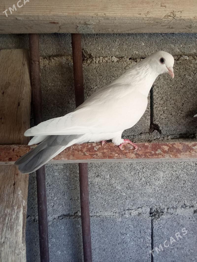 Kepderi - Bäherden - img 4