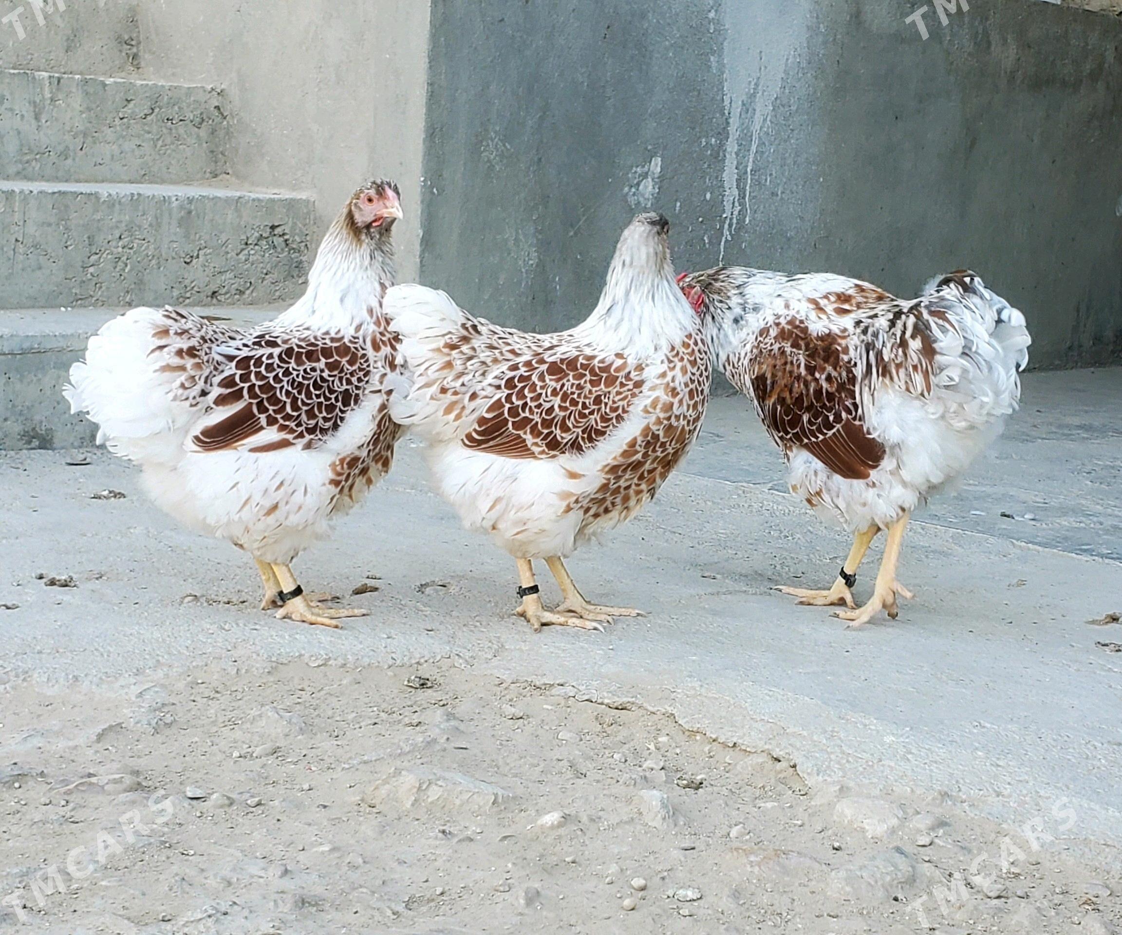 Wiandott - Balkanabat - img 3