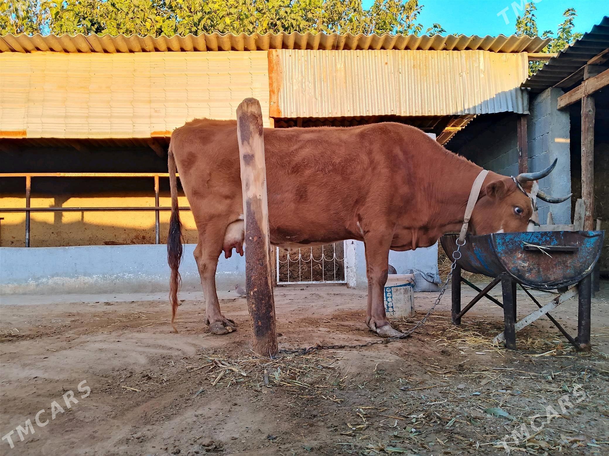 Göleli sygyr - Кипджак - img 2