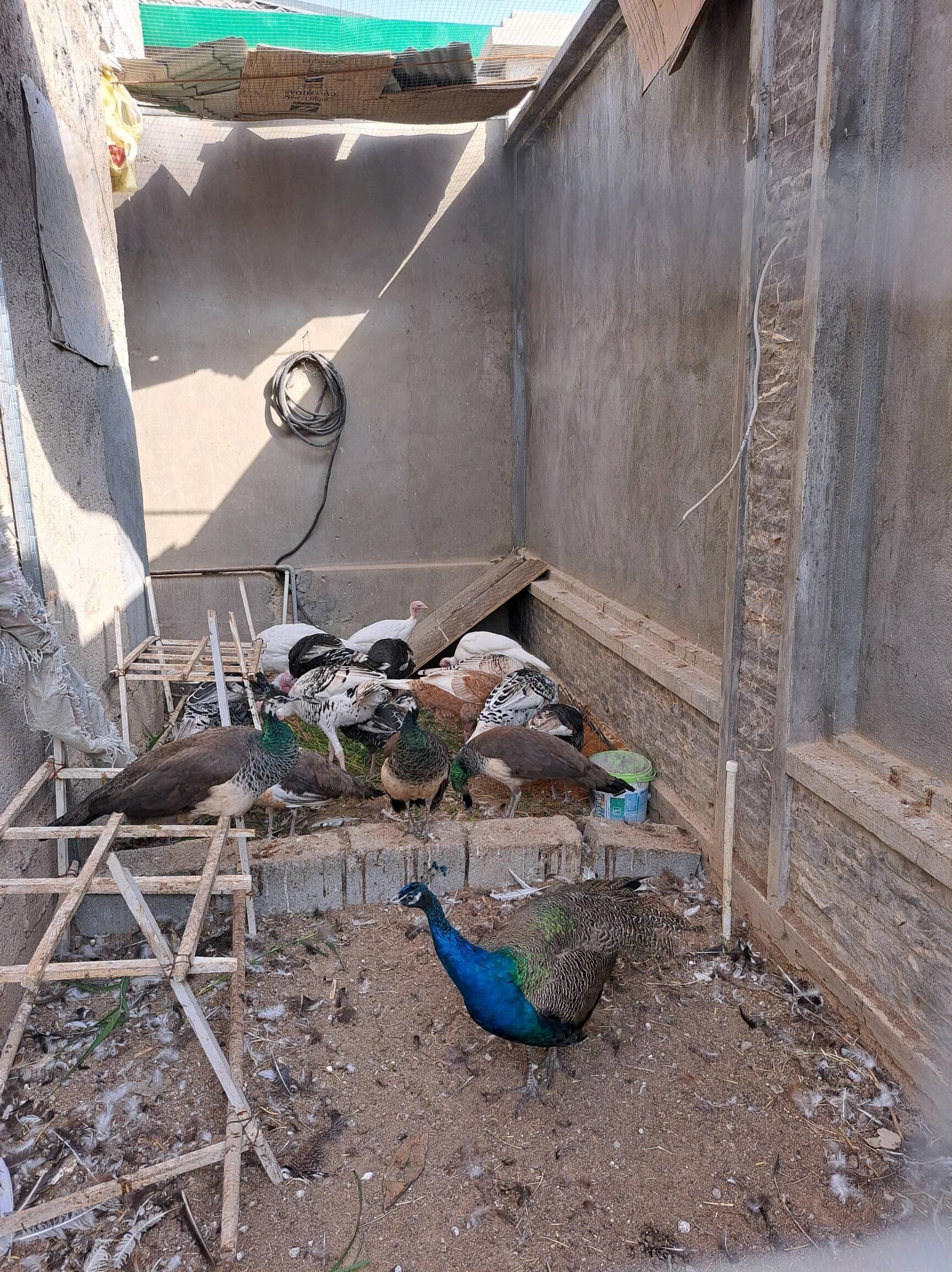 Tawuslar - Ашхабад - img 4