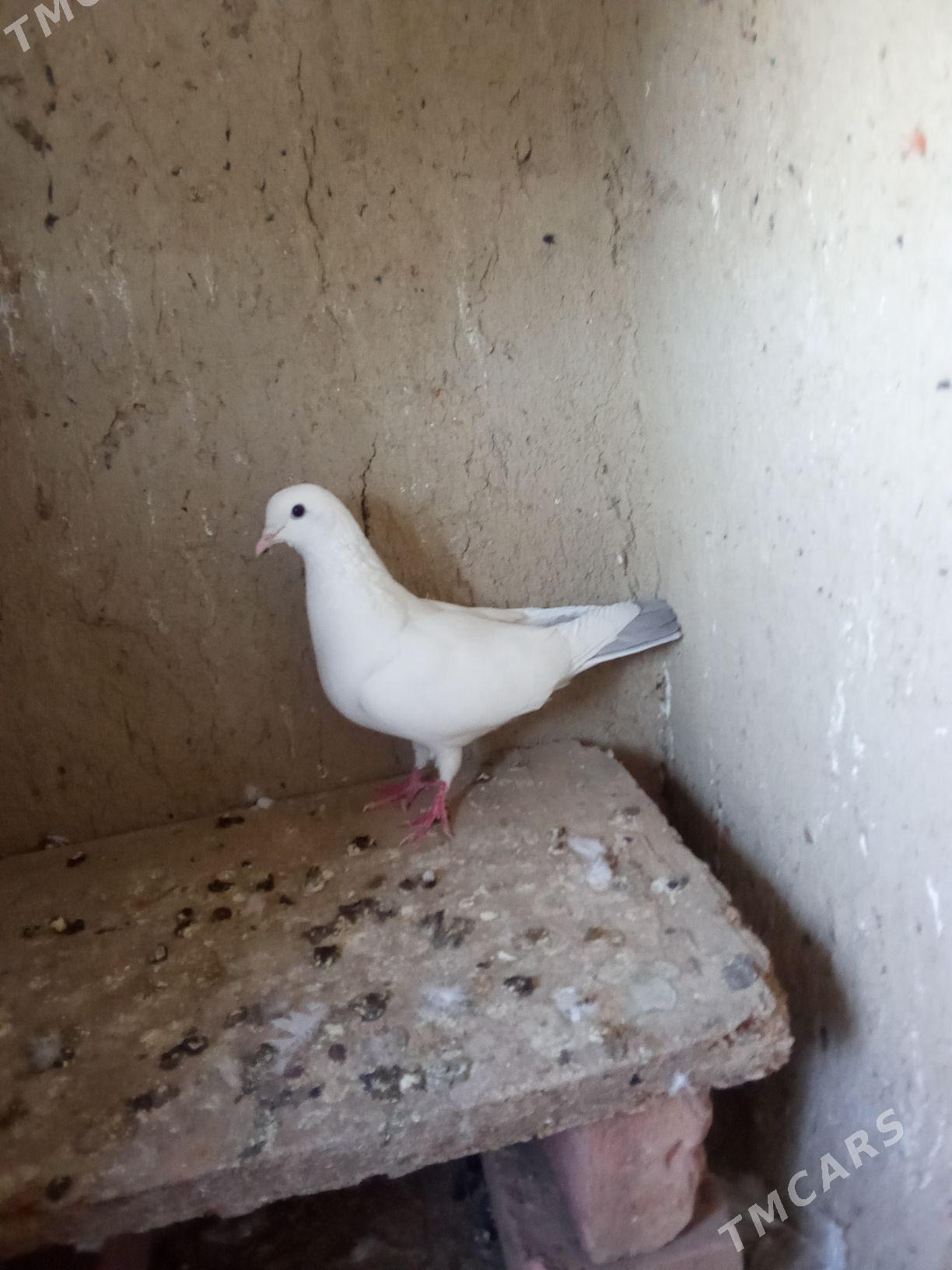 Kepderi - Bäherden - img 5