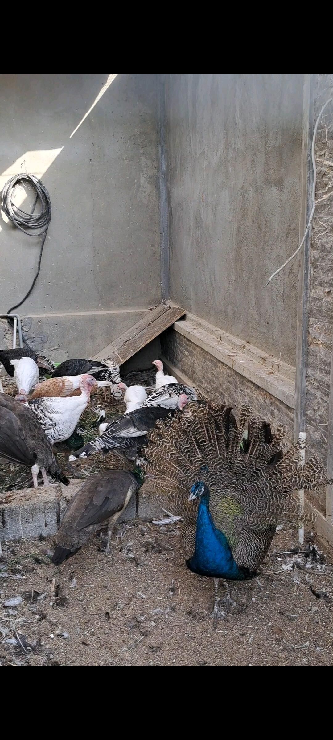 Tawuslar - Ашхабад - img 6