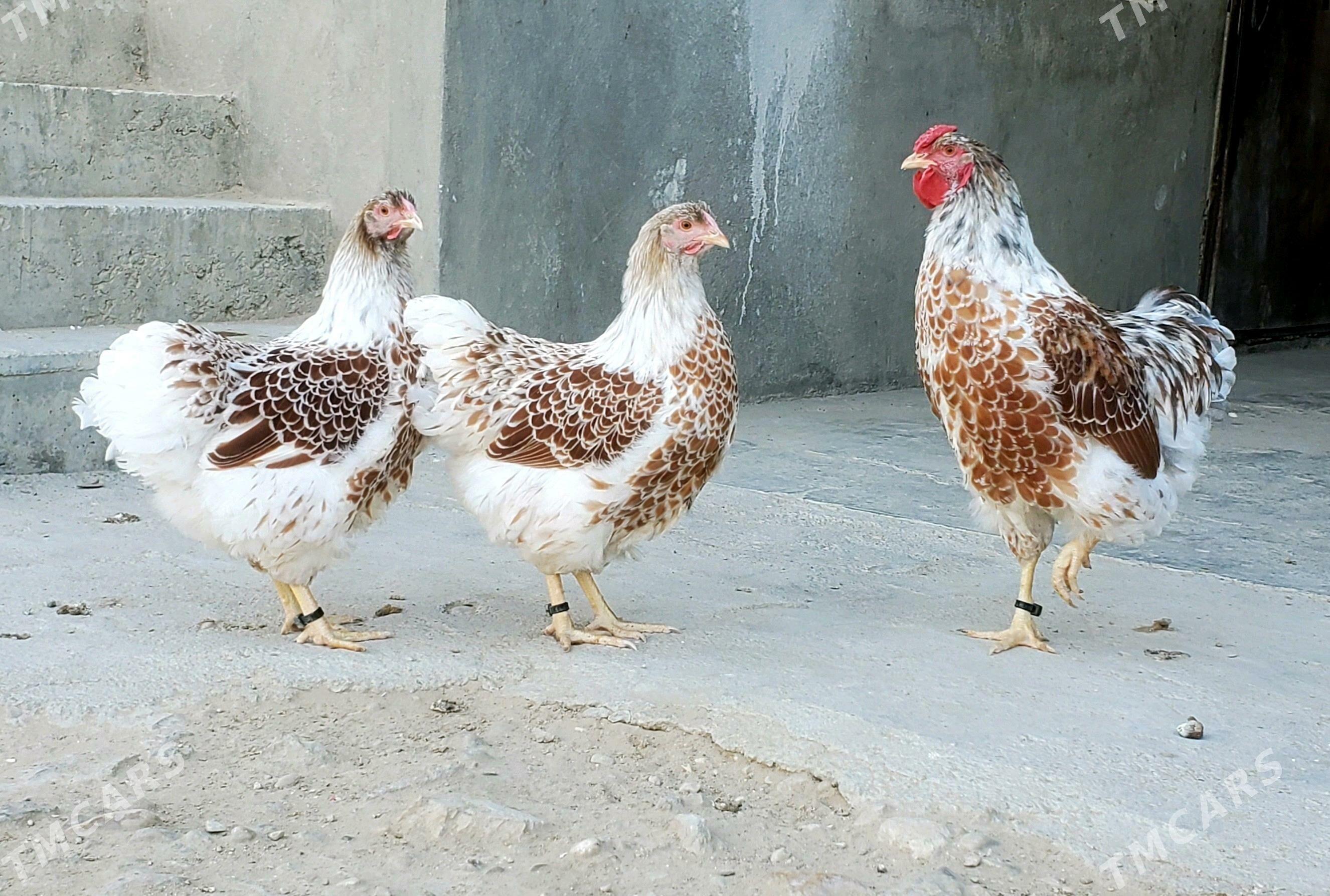 Wiandott - Balkanabat - img 2