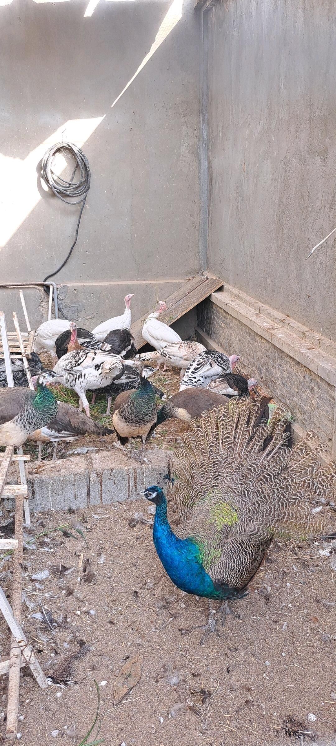 Tawuslar - Ашхабад - img 5