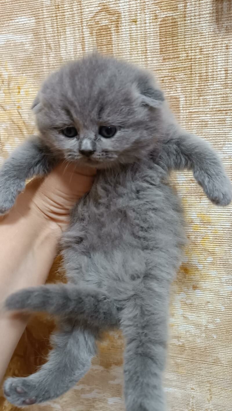 Шотландские котята - Ашхабад - img 2