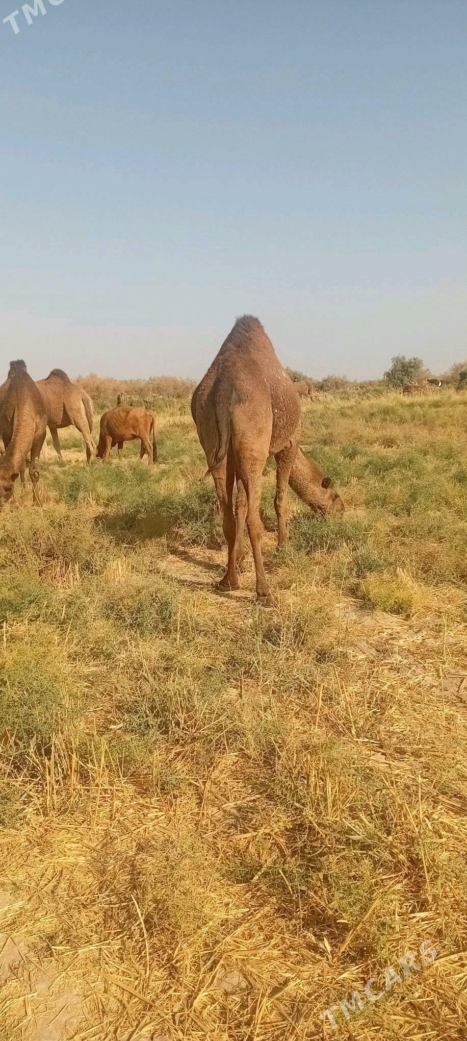 bogaz duye - Tejen - img 3