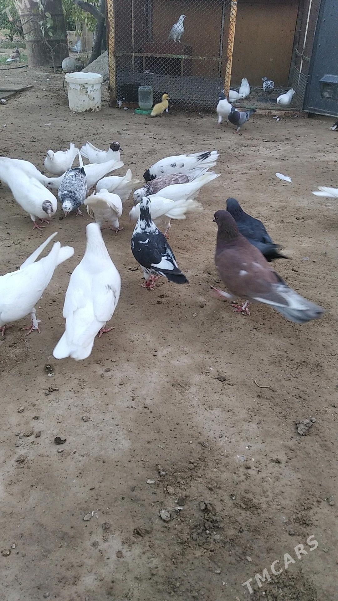 Кепдери - Aşgabat - img 1