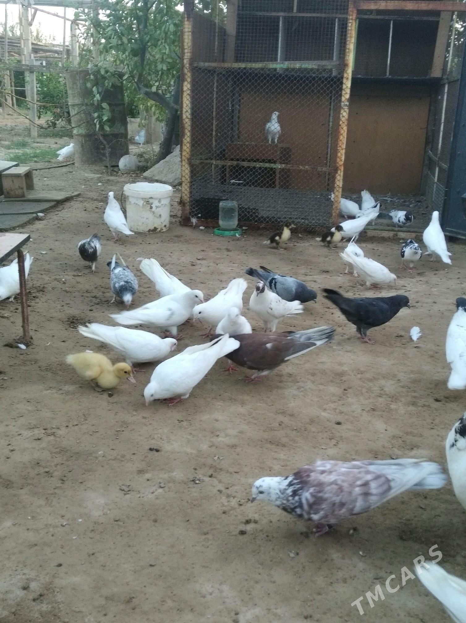 Кепдери - Aşgabat - img 2