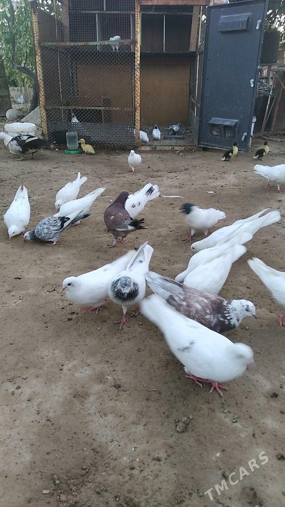 Кепдери - Aşgabat - img 3