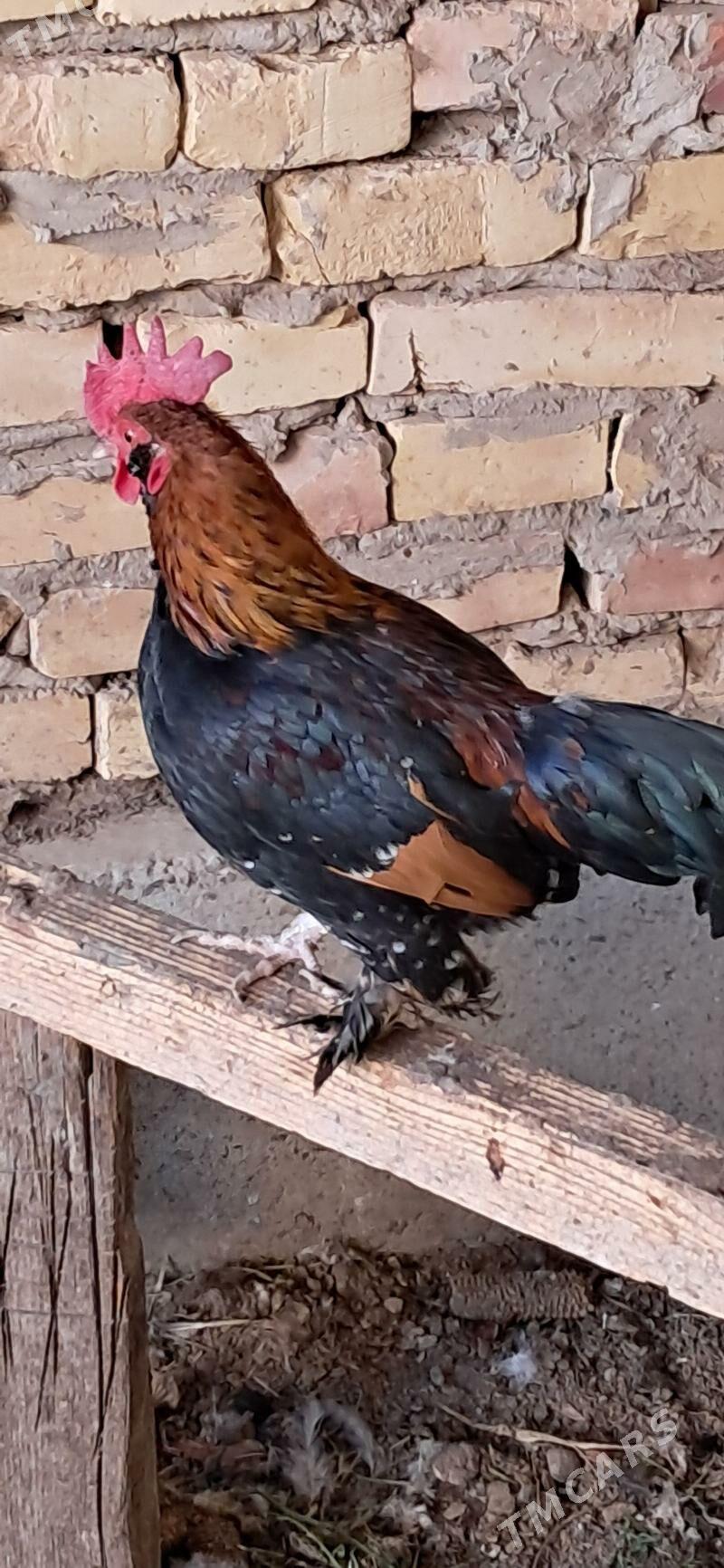 yoponcik - Чарджоу - img 5