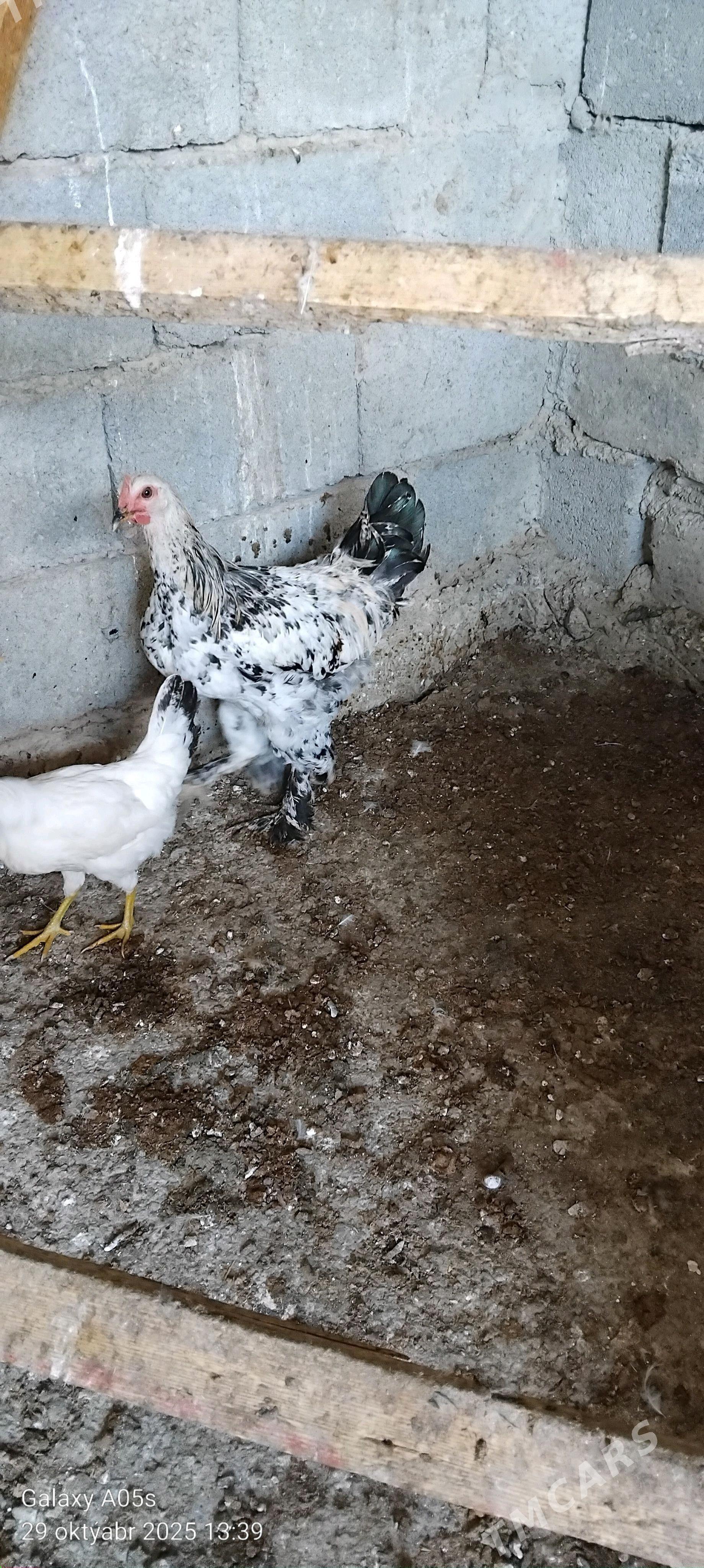 Balgar horaz - Гёкдепе - img 2