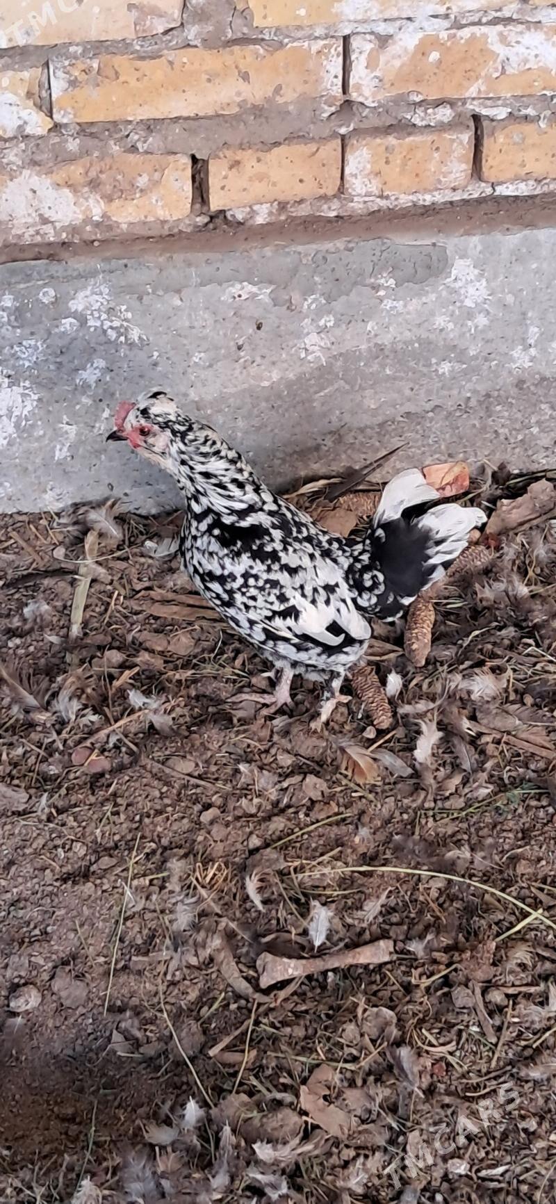 yoponcik - Чарджоу - img 1