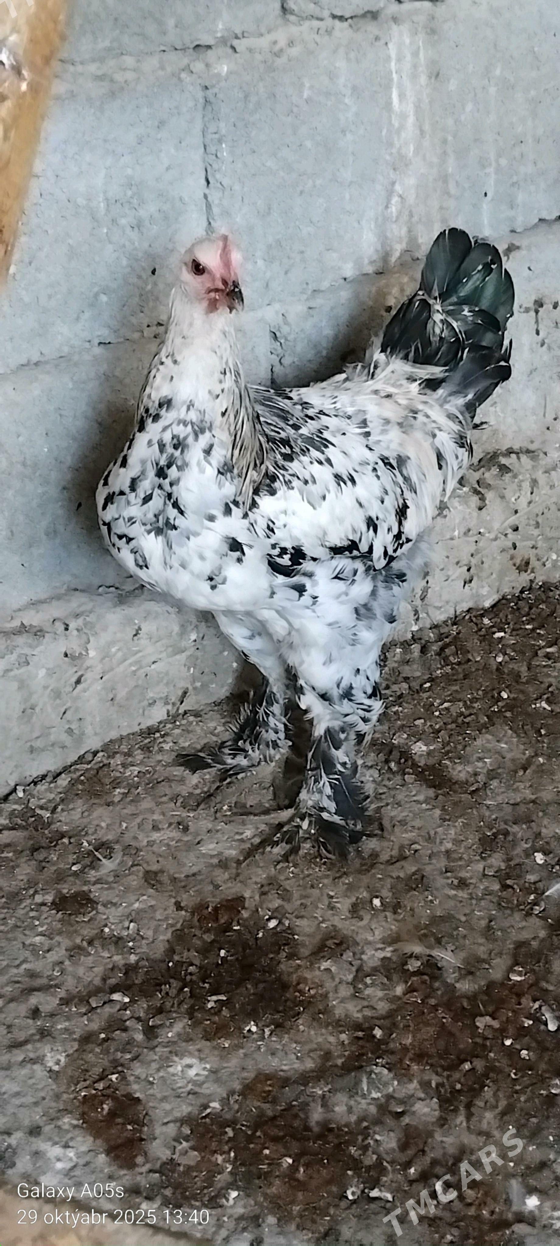 Balgar horaz - Гёкдепе - img 1