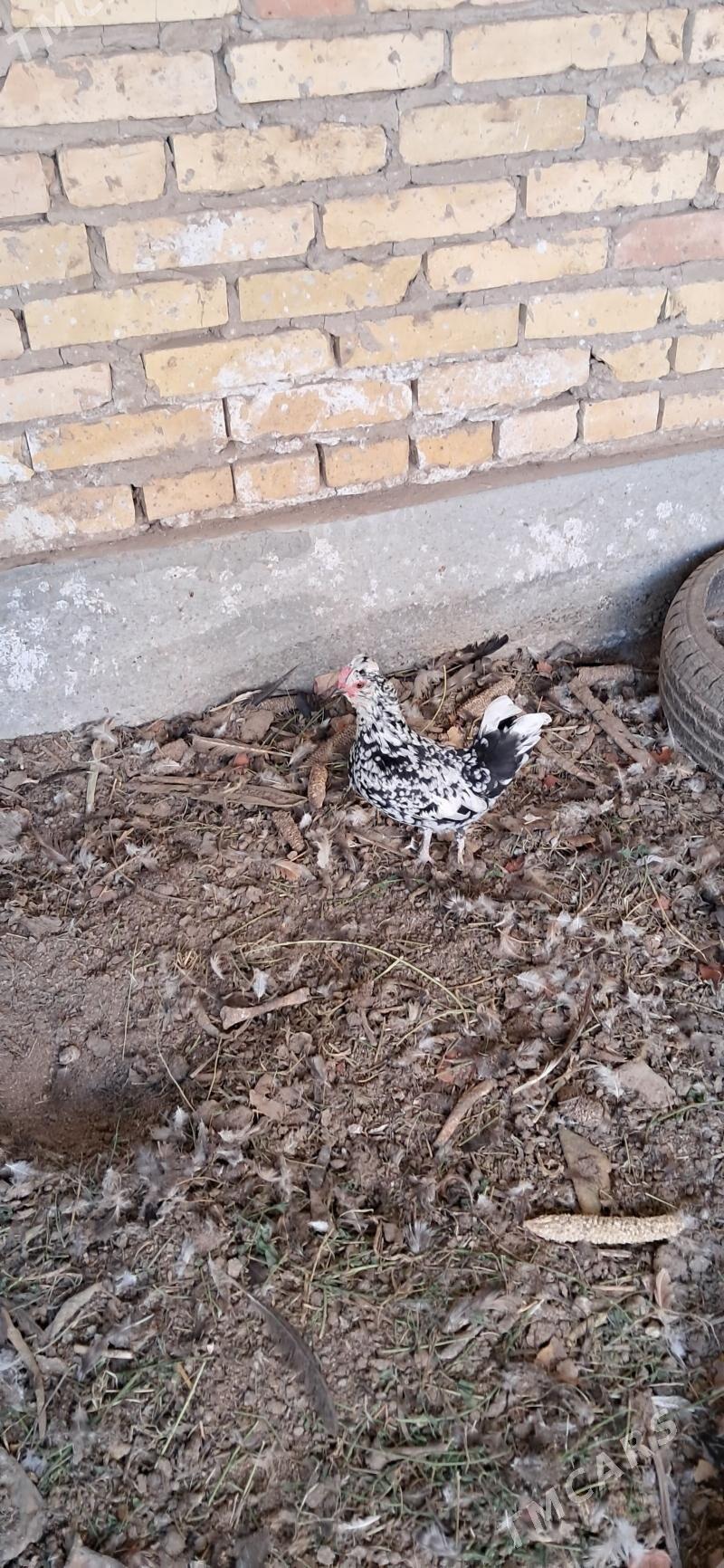 yoponcik - Чарджоу - img 2