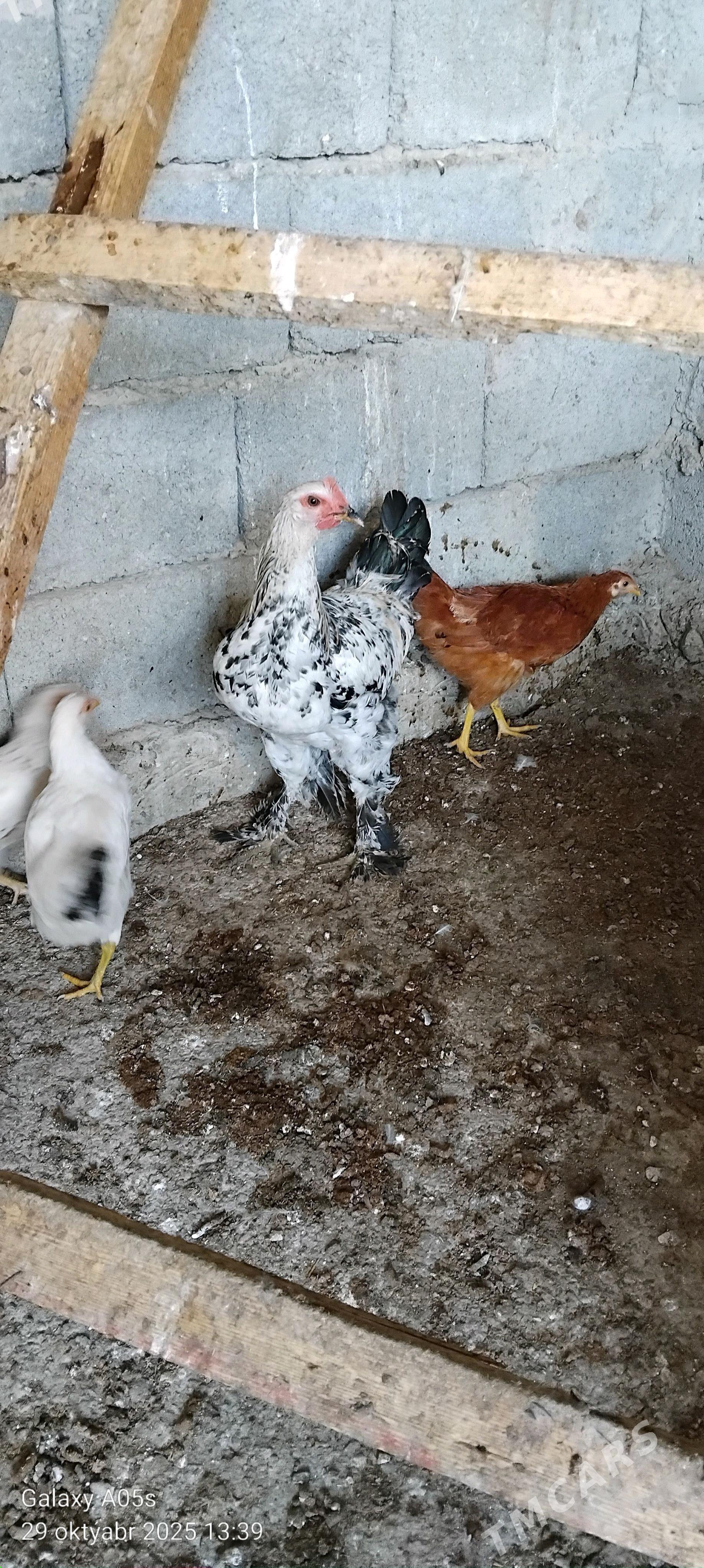 Balgar horaz - Гёкдепе - img 3