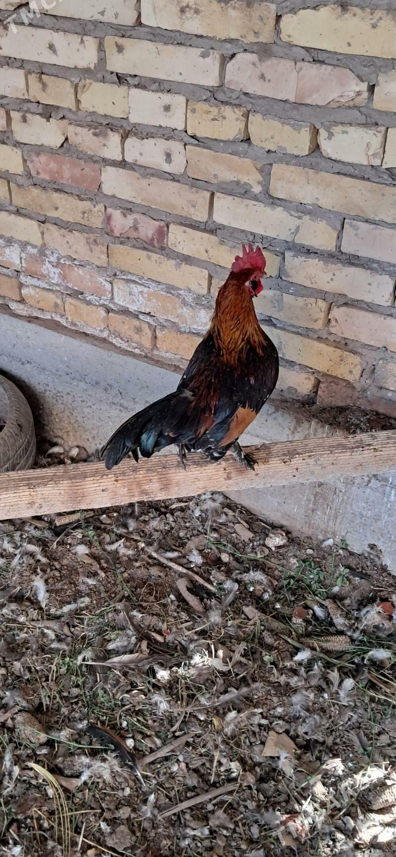 yoponcik - Чарджоу - img 4