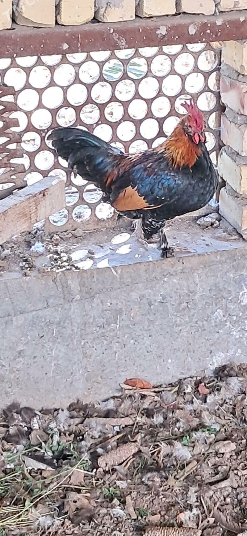 yoponcik - Чарджоу - img 3