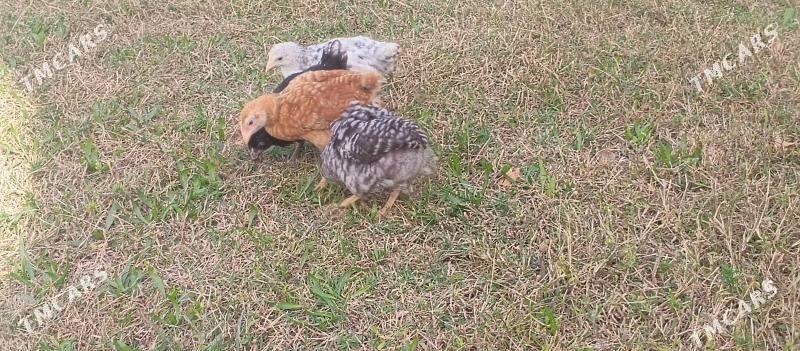 dominant jüýje - Чоганлы - img 2