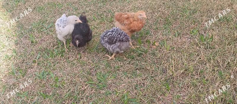 dominant jüýje - Чоганлы - img 1