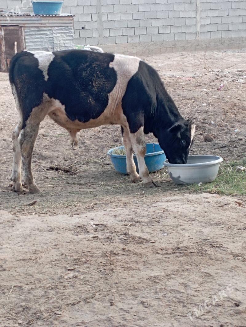 ÖKIZ - Aşgabat - img 2