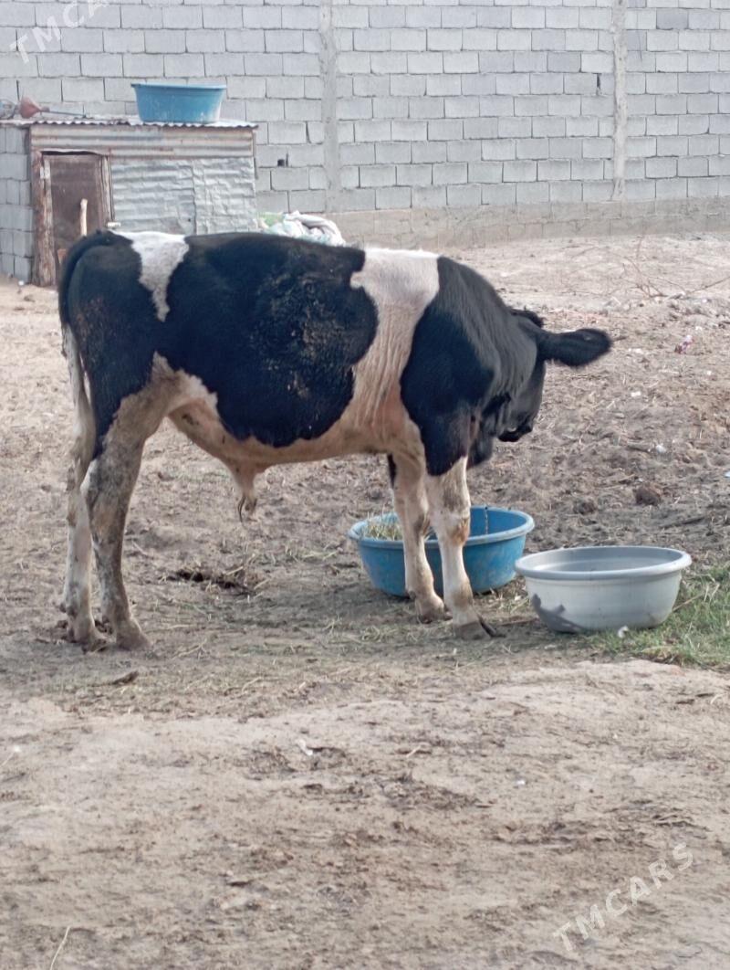 ÖKIZ - Aşgabat - img 3