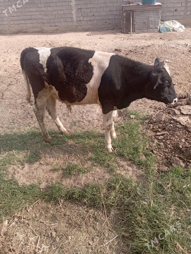 ÖKIZ - Aşgabat - img 4