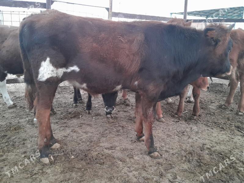 okuzce - Balkanabat - img 4