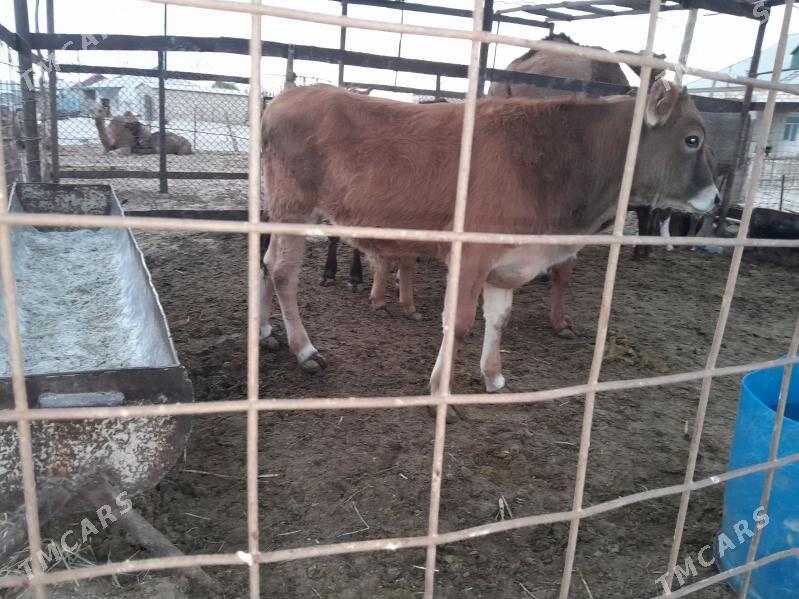 okuzce - Balkanabat - img 3