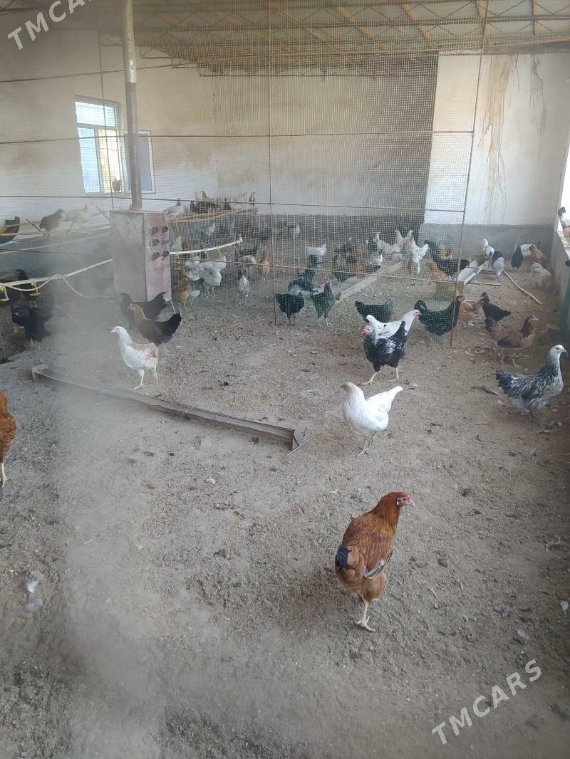 Towuklar hem Horazlar - Farap - img 1