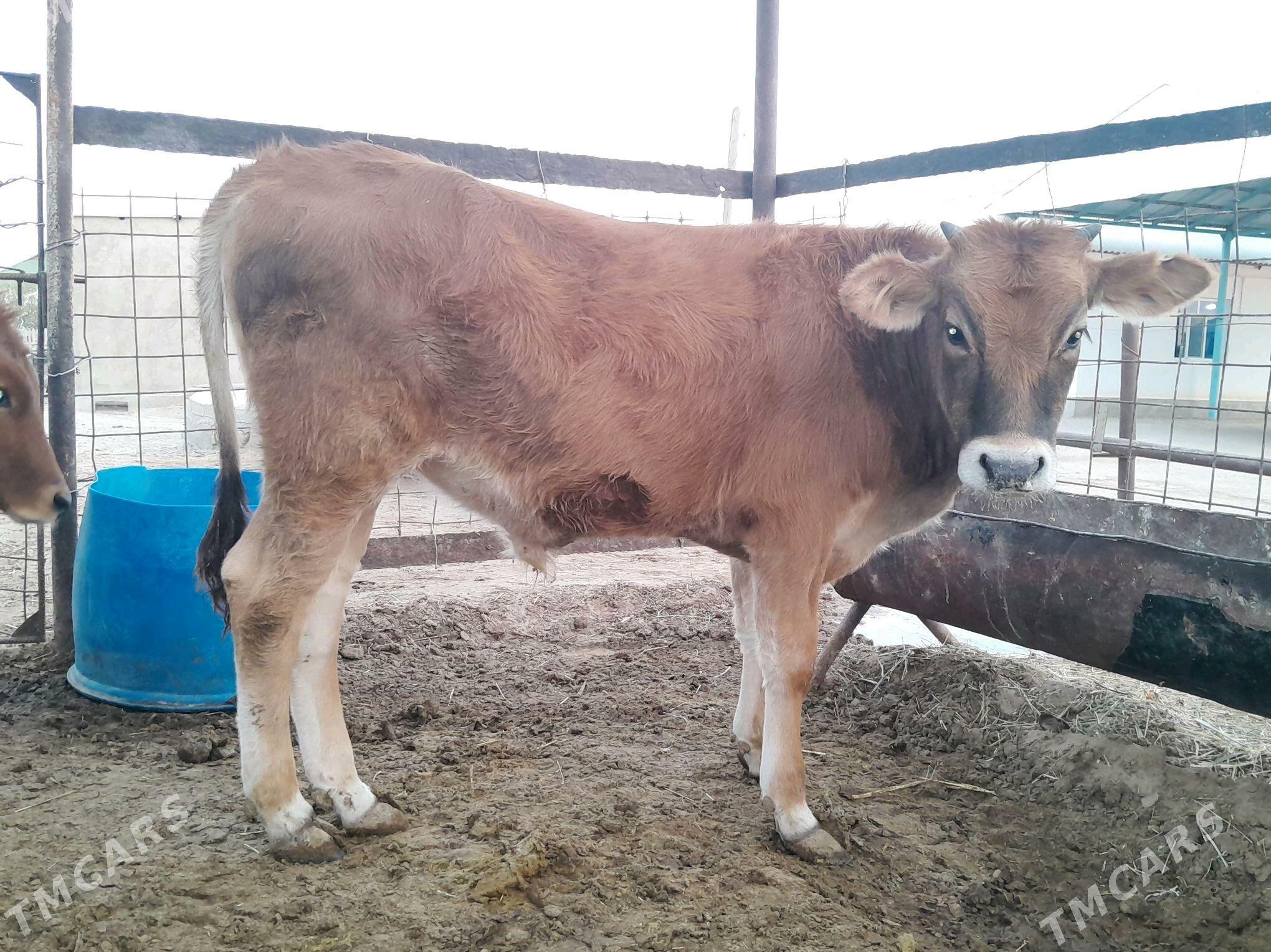 okuzce - Balkanabat - img 5