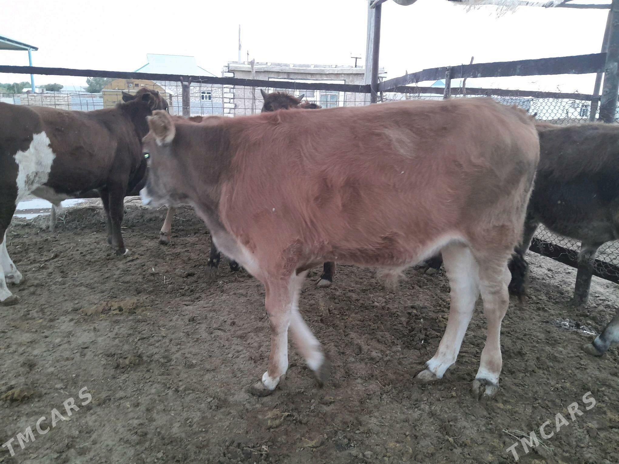 okuzce - Balkanabat - img 2