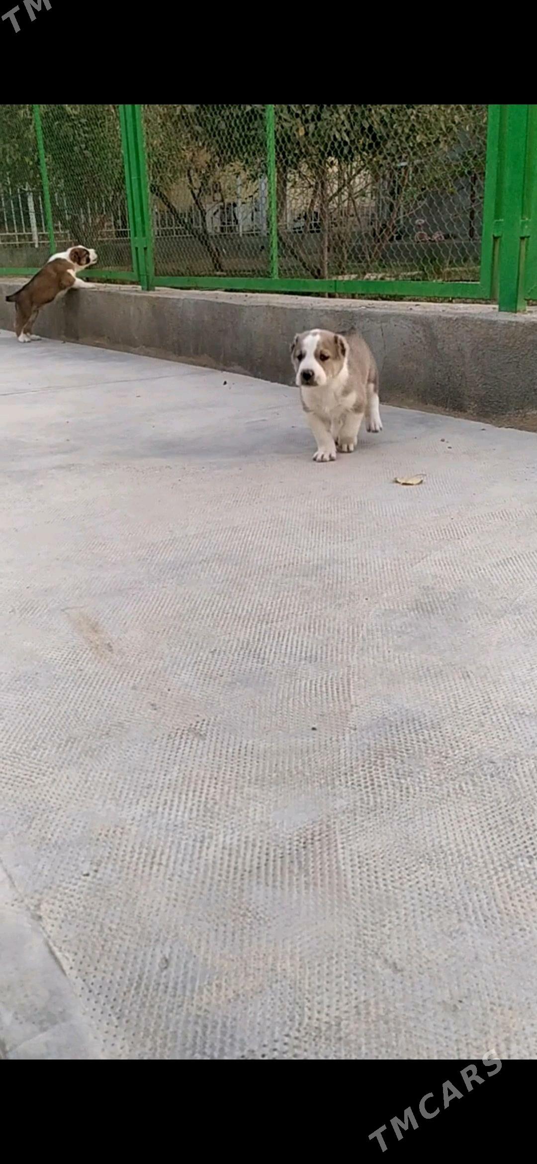 alabay erkek güjük - Кака - img 2