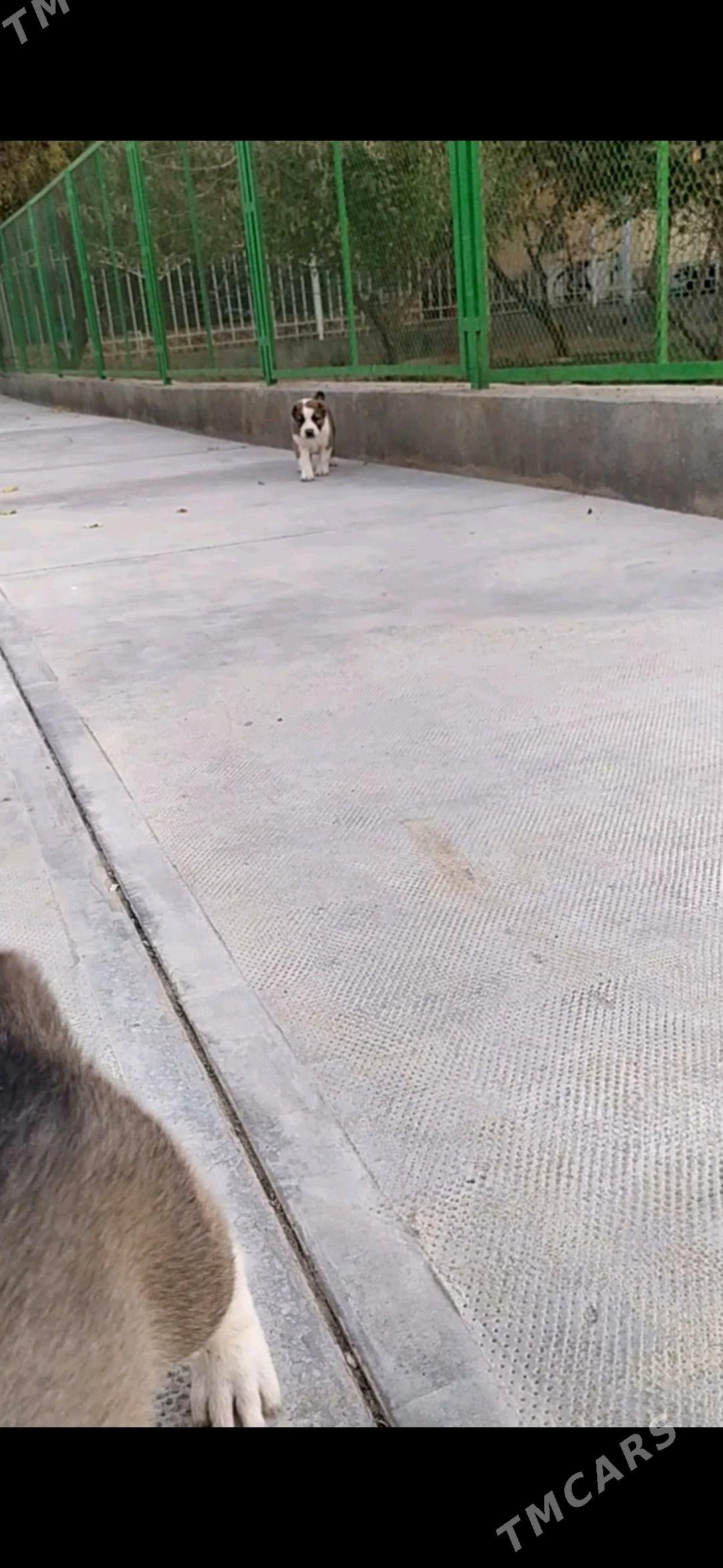 alabay erkek güjük - Кака - img 6