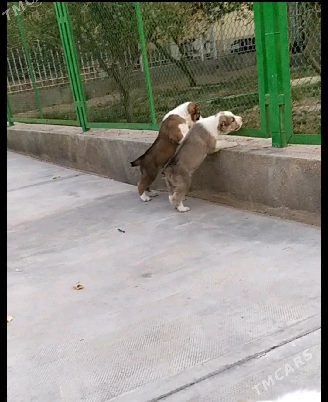 alabay erkek güjük - Кака - img 4