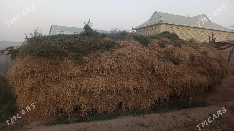 ARASSA ŸORUNJA - Sakarçäge - img 1