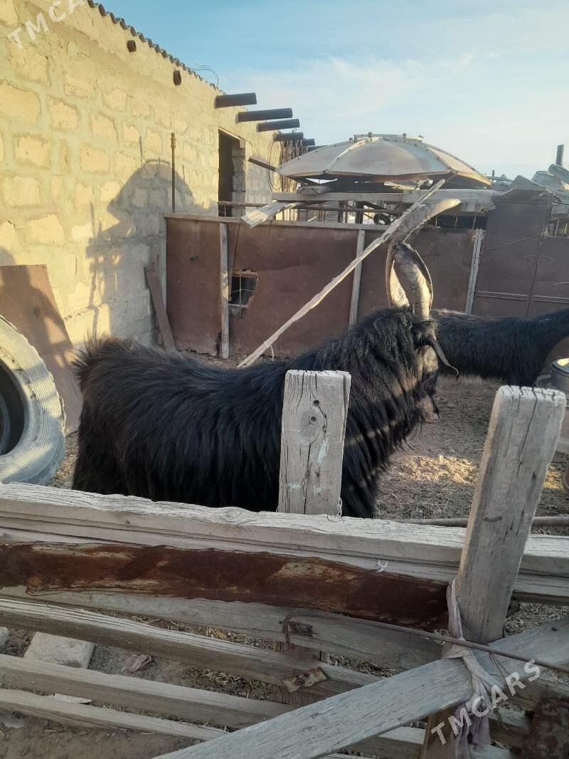 teke - Гумдаг - img 3